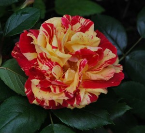 BRUSH STROKES (floribunda)